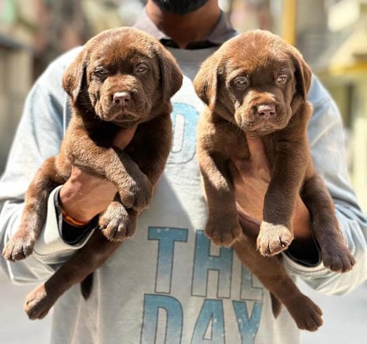 Canisora pets Bangalore