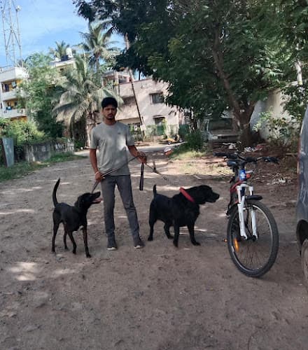 Vidya dog walking services, Pune.