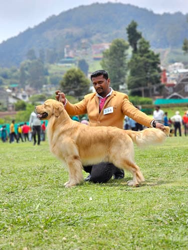 Happy Golden Dream Kennel