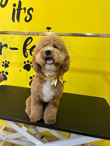 Ultimutt - 5 star Pet Hotel & Spa