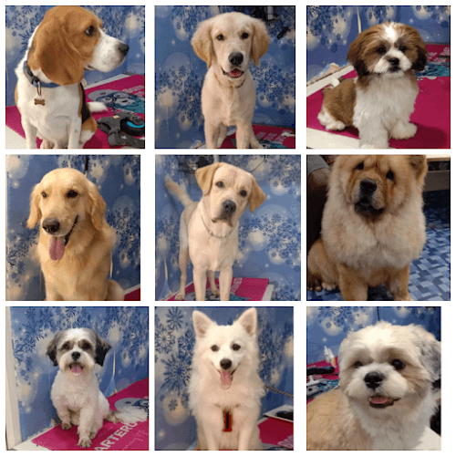 Tarnaka Pet Dog Grooming and Boarding