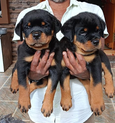 R G Kennels & Puppies Sale