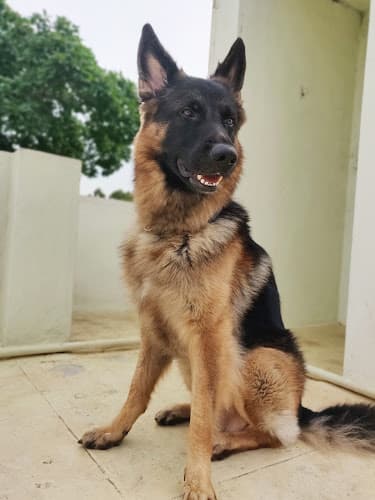 Sai Ram Pet Day Care & Boarding