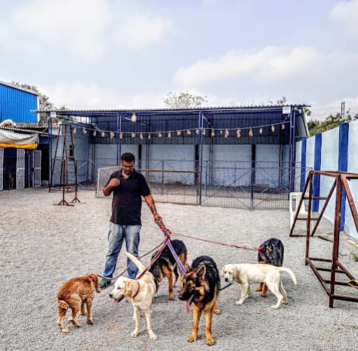 Ali's Paws Whisperer - A Professional Dog Training Center in Hyderabad