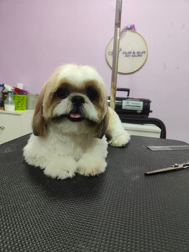 Fluff & Buff Pet Salon in Bengaluru | Dog and Cat Grooming Salon