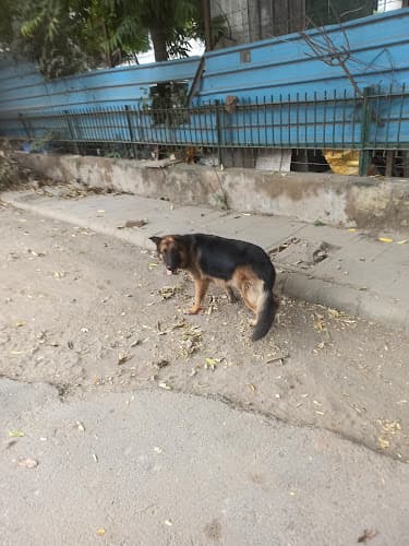 Dog Walking & Dog boarding by Rama Pet Care