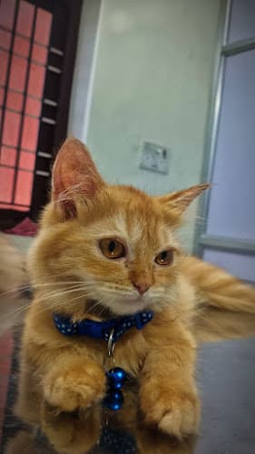 PetBliss Animal Multispeciality Clinic