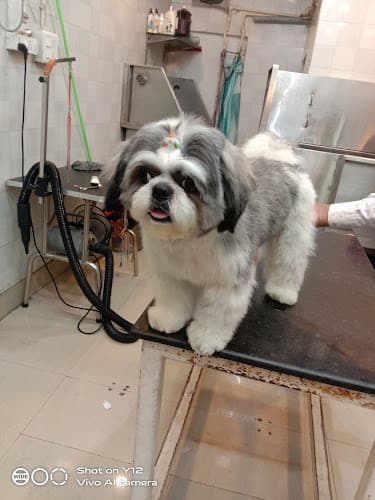 City Dog Spa and Pet Shop