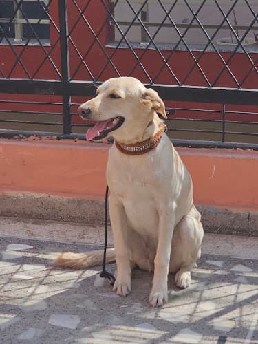 Dog Training & Boarding by Ramandeep Foujdar
