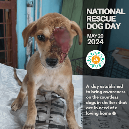 Citizens for animals