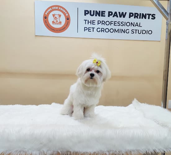 Pune Paw Prints