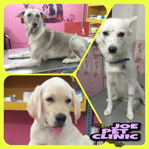 JOE PET CLINIC