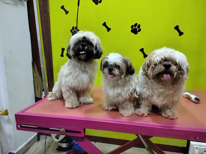 Mr Dog & Mrs Cat - Pet Grooming for Dog & Cats