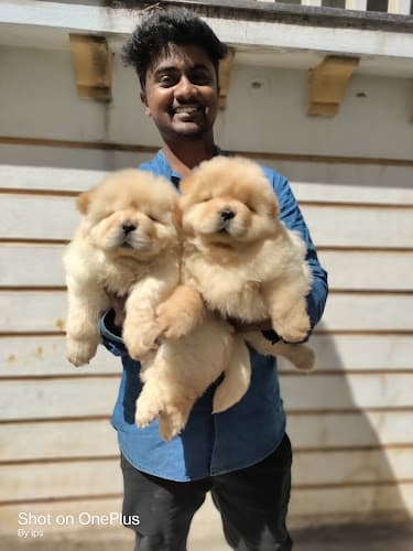 IPS Pets | Top 1 Pet Seller In Bangalore