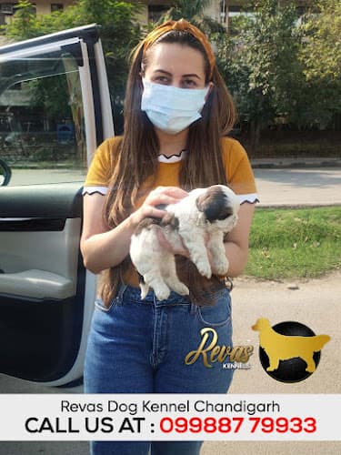 Revas Kennel - Puppies in Chandigarh - dog Kennel