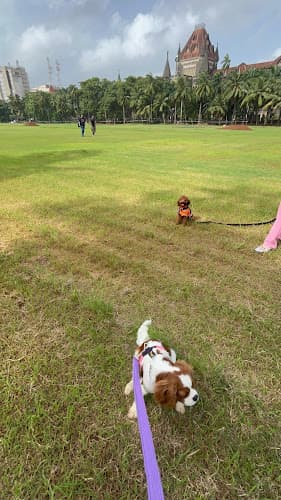 Euphoria Pet Care & Love