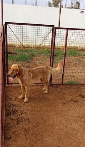 Loyal Woof Pet Boarding- Best Dog Day Care Centre In Electronic City