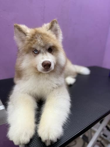 Taggy Tails - Pet Grooming Studio