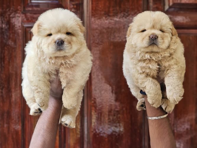 Kiran Puppy Farm Bangalore