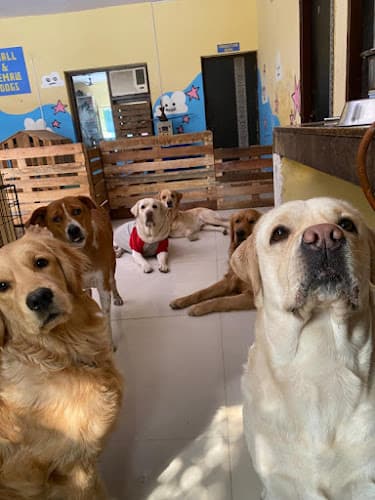 FURISTA RETREAT (Pet Boarding)