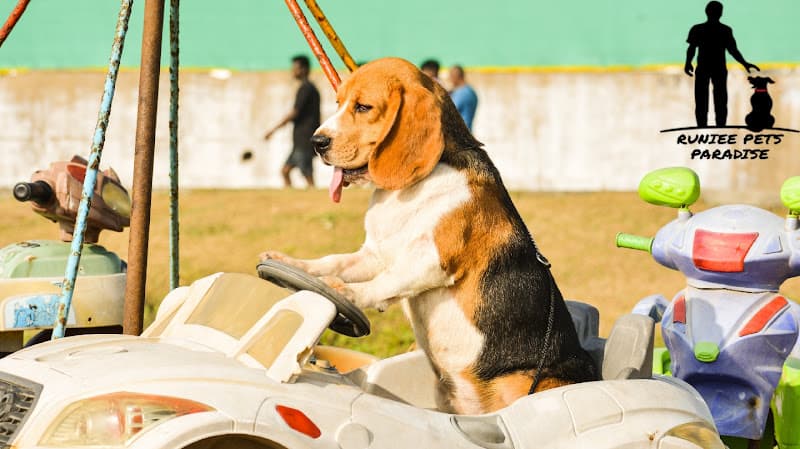 Runiee pets Paradise