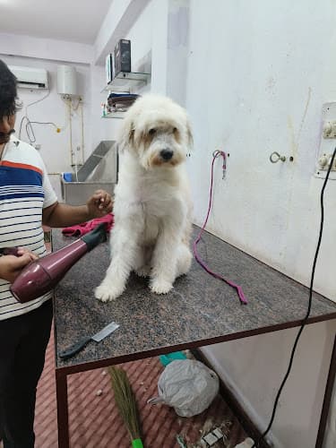 Junnu's pet grooming best pet grooming services in Hyderabad