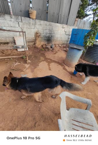 Teddy's pet boarding centre