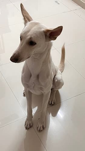 Fernandes Pet Boarding