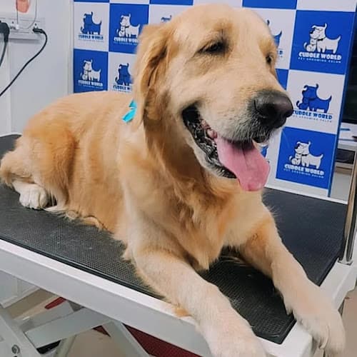 Cuddle World Pet Grooming Salon