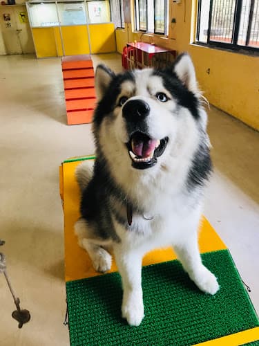 PetFelix Dog Boarding