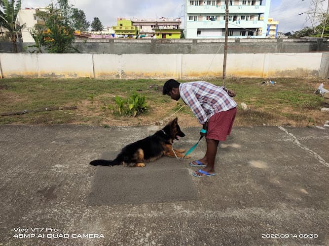Dogo Training school