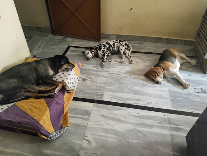 Charu pet home boarding services