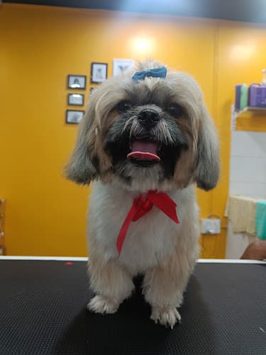 Pet Essentials - The Pet Store, Pet Clinic and Pet Spa - Jayanagar, Bangalore