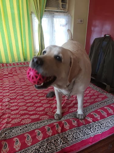 Happy Tail Tale Dog Creche