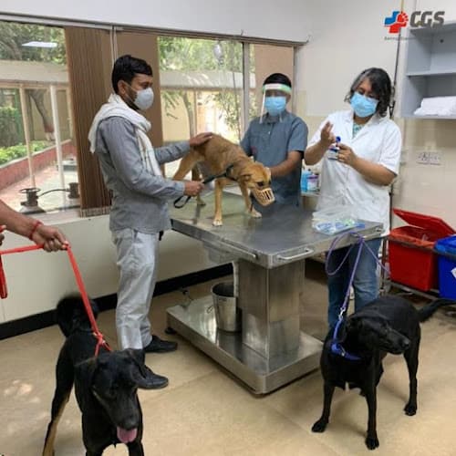 Cadovet Pet Clinic | 24/7 Home veterinary Services