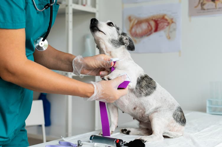 Uptown Vets Multispeciality Pet Clinic in Parel