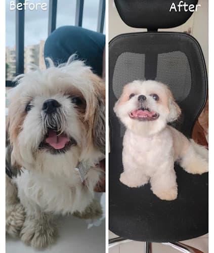 Pet Grooming Bengaluru