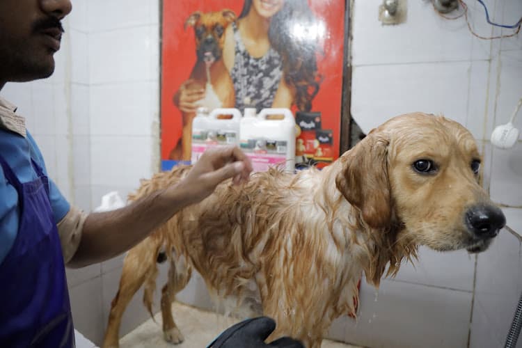 Rohini Pets Hospital