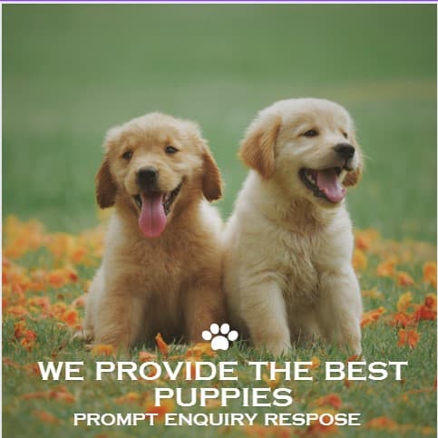 The Bangalore Paws - "Unleashing Love, Compassion, and Care "