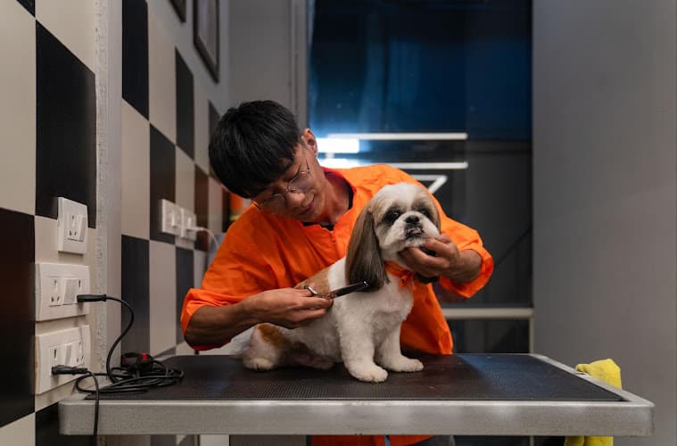 Pet Spa & Grooming by Heads Up For Tails - Sector 50, Noida