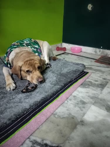 Thor & simba pet home