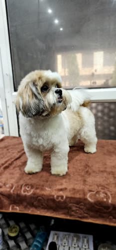 Preety Pets Grooming Salon & Grooming Institute
