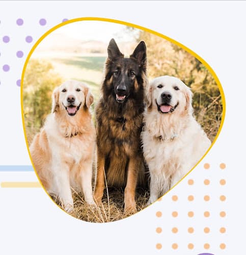 Lalit Sharma Dog Trainer