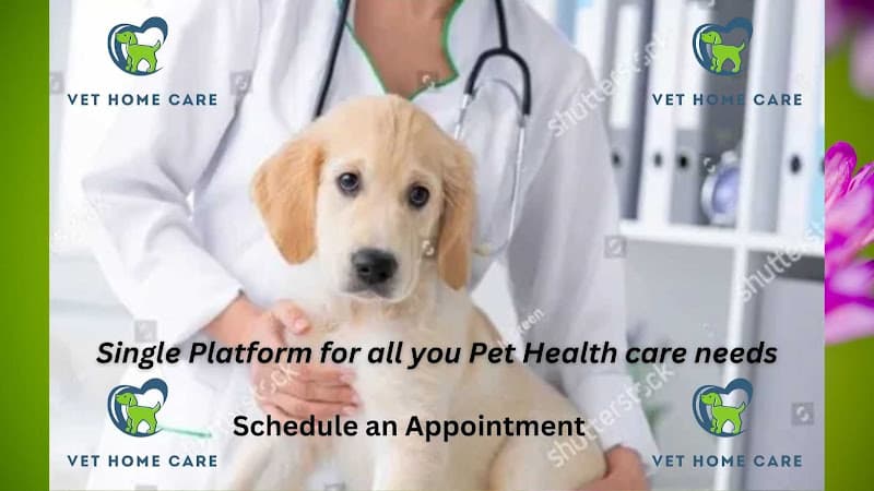 Vet home visit Bengaluru