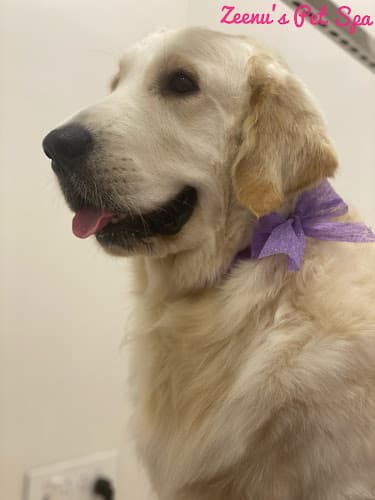 Zeenu’s Pet Spa