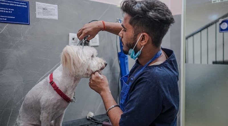 Vetic Pet Clinic HITEC City