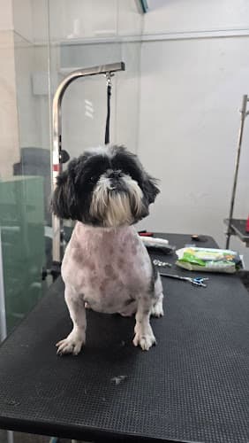 Pet Society | Pet spa & store | RR nagar