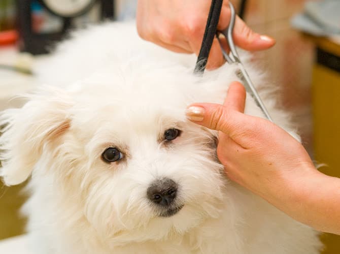Dogs Paradise Grooming - Pet Grooming Service South Delhi
