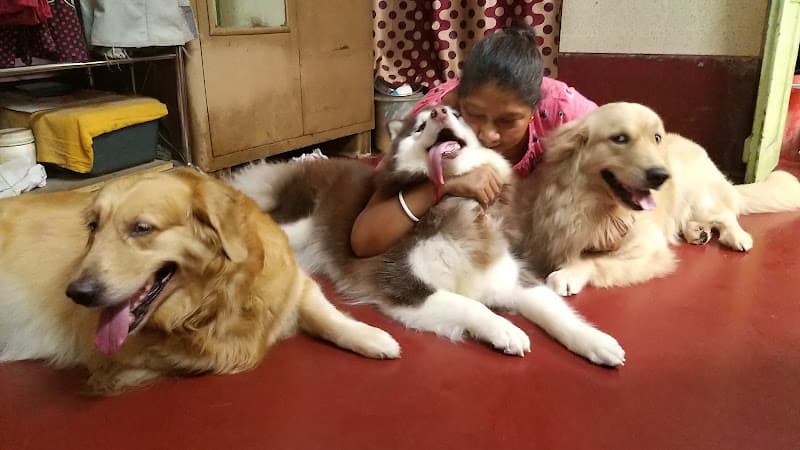 Chocolate's house dog creche