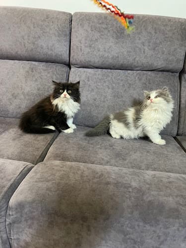 SULLU’S kittens Bangalore